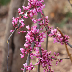 Redbud tree. Canon EOS 850D. Redbud tree. Canon EOS 850D.