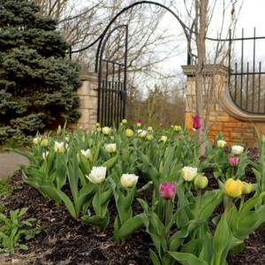 Tulips near the front entrance gates. Canon EOS 850D. Tulips near the front entrance gates. Canon EOS 850D.