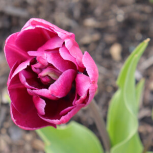 Spring tulip blooming. Canon EOS 850D. Spring tulip blooming. Canon EOS 850D.
