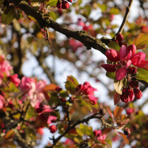 Budding and blooming flowering crabapple. Canon EOS 850D. Budding and blooming flowering crabapple. Canon EOS 850D.