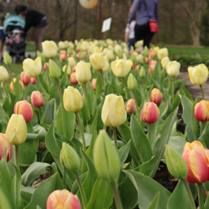 Spring tulip garden. Canon EOS 850D. Spring tulip garden. Canon EOS 850D.