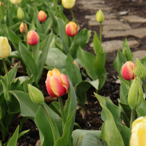 Spring tulip garden. Canon EOS 850D. Spring tulip garden. Canon EOS 850D.