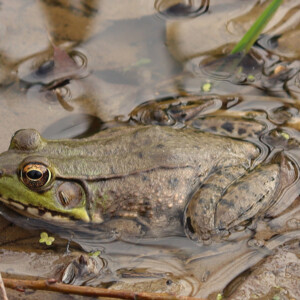 Bullfrog resting at the edge of a pond. Canon EOS 850D. Bullfrog resting at the edge of a pond. Canon EOS 850D.