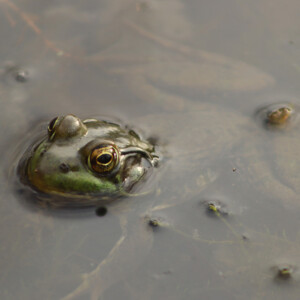 Bullfrog pops its head above water in a pond. Canon EOS 850D. Bullfrog pops its head above water in a pond. Canon EOS 850D.