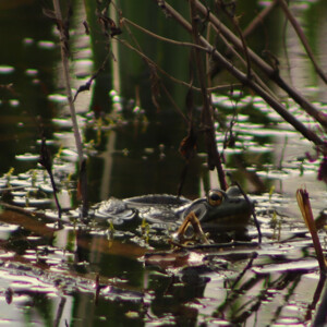 Bullfrog pops its head above water in a pond. Canon EOS 850D. Bullfrog pops its head above water in a pond. Canon EOS 850D.