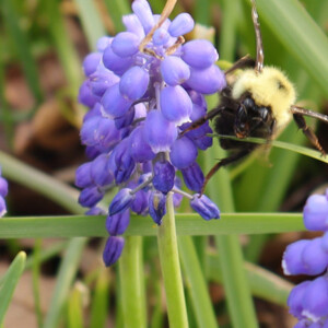 Bumble bee rests on a flower. Canon EOS 850D. Bumble bee rests on a flower. Canon EOS 850D.