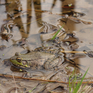 Bullfrog resting at the edge of a pond. Canon EOS 850D. Bullfrog resting at the edge of a pond. Canon EOS 850D.