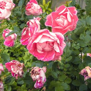 Roses near St. James Cathedral. Roses near St. James Cathedral.