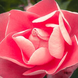 Rose near St. James Cathedral. Rose near St. James Cathedral.