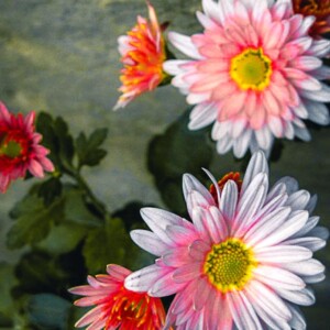 I think this is some type of daisy, but maybe a chrysanthemum? They were pretty. Toronto, Ontario. I think this is some type of daisy, but maybe a chrysanthemum? They were pretty.