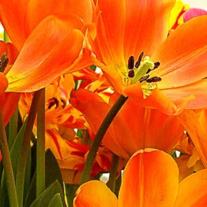 Tulips in Toronto, ON. Tulips in Toronto, ON.