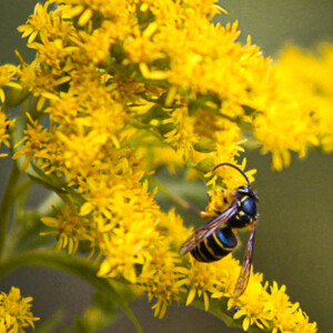 Bee on golden rod near Gooseberry Falls State Park. Sony Powershot 120IS. Bee on golden rod near Gooseberry Falls State Park. Sony Powershot 120IS.