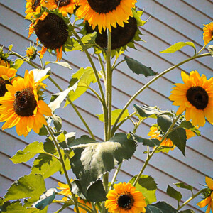Spring sunflowers in Duluth's West End neighborhood. Canon EOS Rebel T3i. Spring sunflowers in Duluth's West End neighborhood. Canon EOS Rebel T3i.