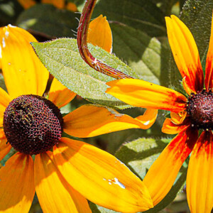 Blackeyed Susans in Duluth's West End neighborhood. Canon EOS Rebel T3i. Blackeyed Susans in Duluth's West End neighborhood. Canon EOS Rebel T3i.