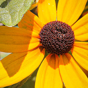 Blackeyed Susan in Duluth's West End neighborhood. Canon EOS Rebel T3i. Blackeyed Susan in Duluth's West End neighborhood. Canon EOS Rebel T3i.