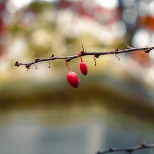 Historic Mount Hope Cemetery in Rochester, NY. Photography: Rochester, NY. Historic Mount Hope Cemetery in Rochester, NY.