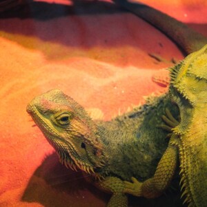 Bearded dragons at the Toronto Zoo. Bearded dragons at the Toronto Zoo.