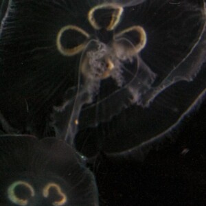 Jellyfish at the Toronto Zoo. Jellyfish at the Toronto Zoo.