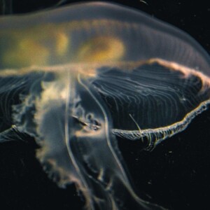 Jellyfish at the Toronto Zoo. Jellyfish at the Toronto Zoo.