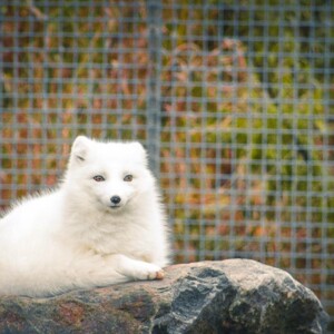 Arctic fox in the Toronto Zoo. Arctic fox in the Toronto Zoo.