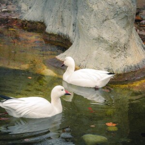 Ross's Goose at the Toronto Zoo. *This is not a typo. Yes, it's incorrect grammar, but it is the proper name given to this type of Goose.* Ross's Goose at the Toronto Zoo. *This is not a typo. Yes, it's incorrect grammar, but it is the proper name given to this type of Goose.*