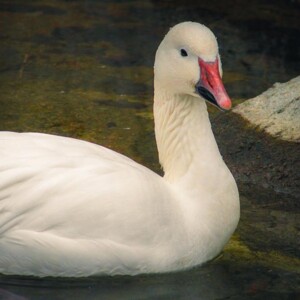 Snow goose in the Toronto Zoo. Snow goose in the Toronto Zoo.