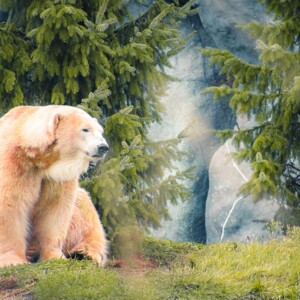 Polar bear in the Toronto Zoo. Polar bear in the Toronto Zoo.