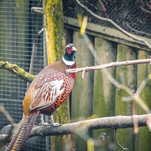 Curious ring-necked pheasant in the Toronto Zoo. Curious ring-necked pheasant in the Toronto Zoo.