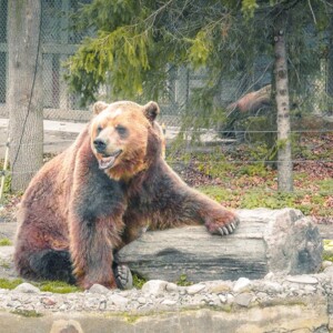 A really old grizzly bear in the Toronto Zoo. A really old grizzly bear in the Toronto Zoo.