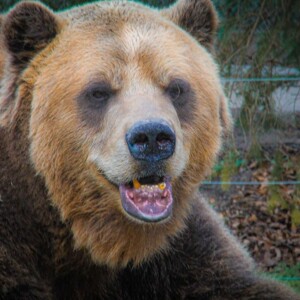 A really old grizzly bear in the Toronto Zoo. A really old grizzly bear in the Toronto Zoo.