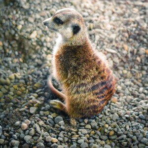 Meerkat in the Toronto Zoo. Meerkat in the Toronto Zoo.
