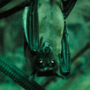 Bat in the Toronto Zoo. Bat in the Toronto Zoo.