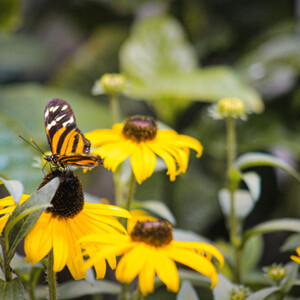 Butterfly at Audubon Insectarium. Canon EOS T3i. Butterfly at Audubon Insectarium. Canon EOS T3i.