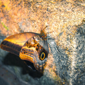 Butterfly at Audubon Insectarium. Canon EOS T3i. Butterfly at Audubon Insectarium. Canon EOS T3i.