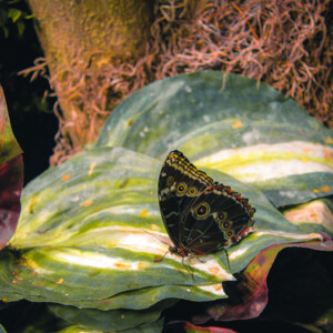 Butterfly at Audubon Insectarium. Canon EOS T3i. Butterfly at Audubon Insectarium. Canon EOS T3i.