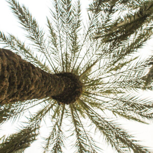 Palm canopy. Canon EOS T3i. Palm canopy. Canon EOS T3i.