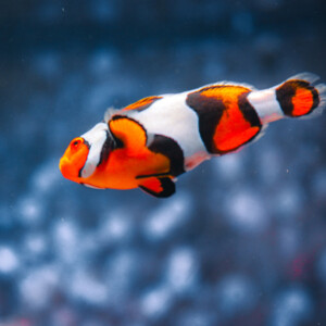 Clown fish at the Audubon Aquarium. Canon EOS T3i. Clown fish at the Audubon Aquarium. Canon EOS T3i.