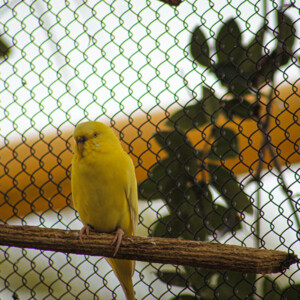 Parakeet at Audubon Aquarium. Canon EOS T3i. Parakeet at Audubon Aquarium. Canon EOS T3i.