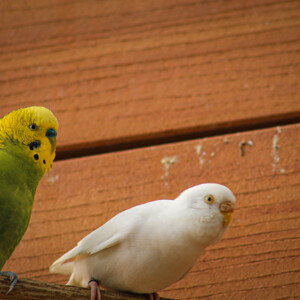 Parakeets at Audubon Aquarium. Canon EOS T3i. Parakeets at Audubon Aquarium. Canon EOS T3i.