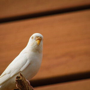 Parakeet at Audubon Aquarium. Canon EOS T3i. Parakeet at Audubon Aquarium. Canon EOS T3i.