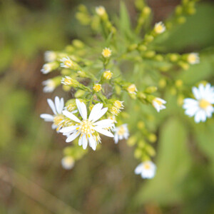 White aster flowers along one of the trails at Interstate Park in Taylor's Falls. White aster flowers along one of the trails at Interstate Park in Taylor's Falls.