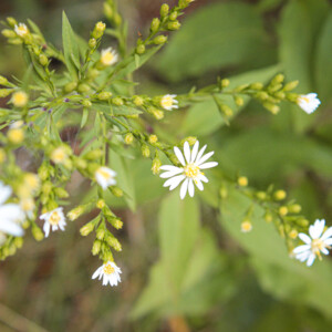 White aster flowers along one of the trails at Interstate Park in Taylor's Falls. White aster flowers along one of the trails at Interstate Park in Taylor's Falls.