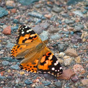 Painted Lady butterfly on one of the river trails near Interstate Park in Taylor's Falls. Painted Lady butterfly on one of the river trails near Interstate Park in Taylor's Falls.