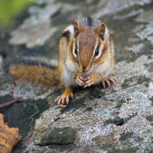 The wildlife is pretty used to people in the park. This chipmunk let me get pretty close for a great photo as it enjoyed a small berry. The wildlife is pretty used to people in the park. This chipmunk let me get pretty close for a great photo as it enjoyed a small berry.The wildlife is pretty used to people in the park. This chipmunk let me get pretty close for a great photo as it enjoyed a small berry.