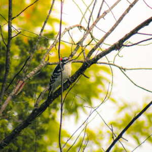 Downey woodpecker high on a tree branch at Interstate Park in Taylor's Falls. Downey woodpecker high on a tree branch at Interstate Park in Taylor's Falls.