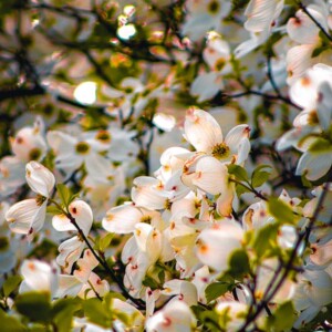 Dogwood at Valley Forge National Battlefield. It's a tree and a flower! Dogwood at Valley Forge National Battlefield. It's a tree and a flower!