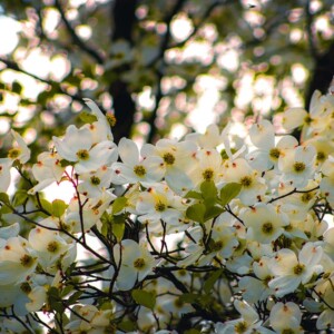 Dogwood at Valley Forge National Battlefield. It's a tree and a flower! Dogwood at Valley Forge National Battlefield. It's a tree and a flower!