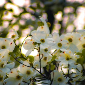 Dogwood at Valley Forge National Battlefield. It's a tree and a flower! Dogwood at Valley Forge National Battlefield. It's a tree and a flower!