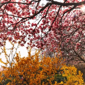 Magnolia tree near George Mason memorial. Magnolia tree near George Mason memorial.