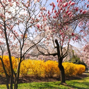 Magnolia tree near George Mason memorial. Magnolia tree near George Mason memorial.